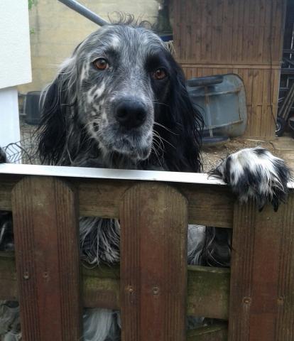 Donne setter anglais