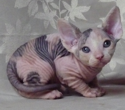 Chatons sphynx male et femelle disponibles.