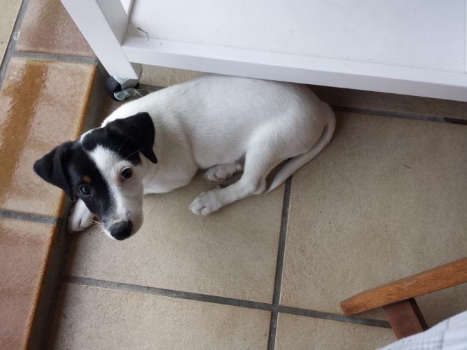 Type Jack Russell - 2 Mois - Dispo immédiatement