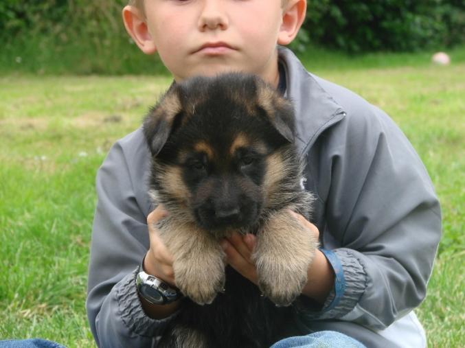 Adopter chiots de types berger allemand LOF male et femelle