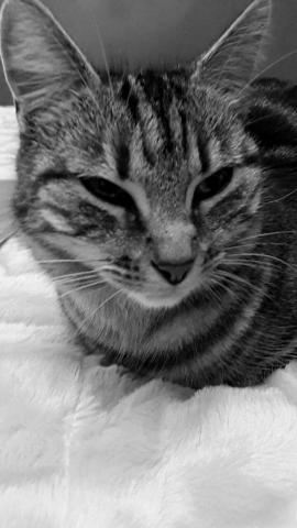 Je donne des chatons :)