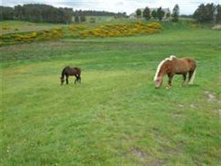 La retraite de votre cheval en Lozère