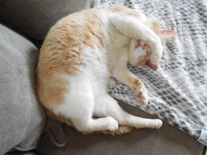 Orion, ronrons et câlins non stop