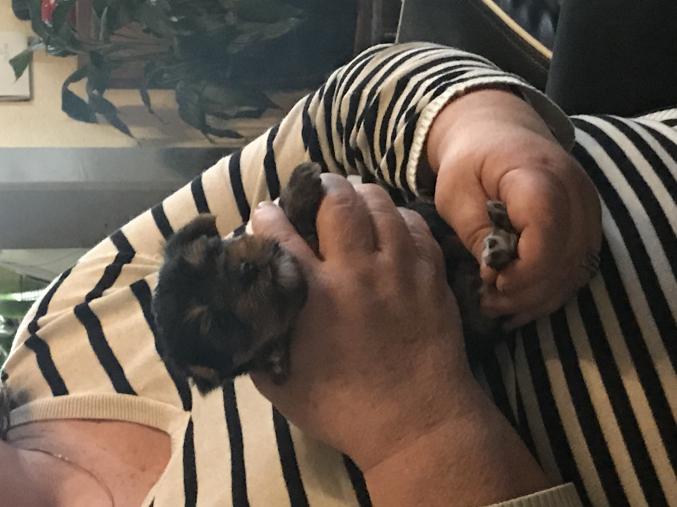 Chiot Yorkshire femelle