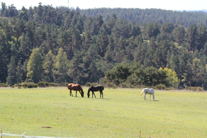 La Retraite de vontre Cheval en Lozère