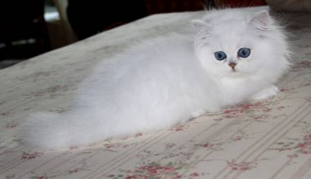 Magnifique chaton persan chinchilla