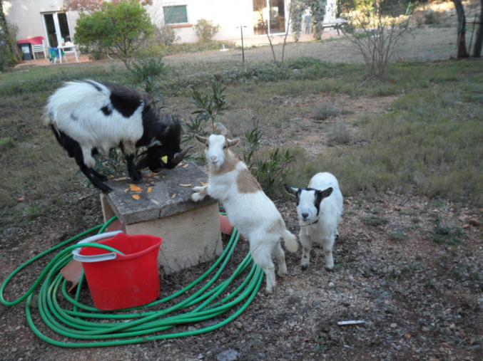 Petit bouc toy 3 ans