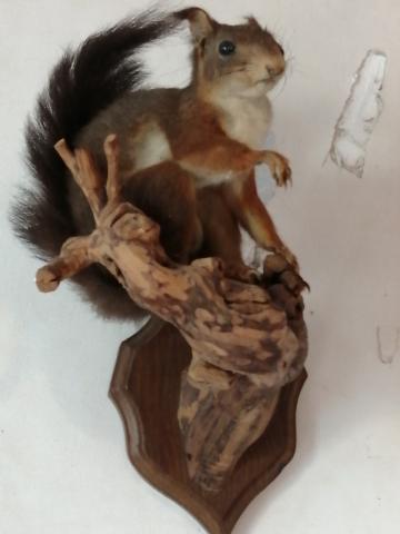 Taxidermie