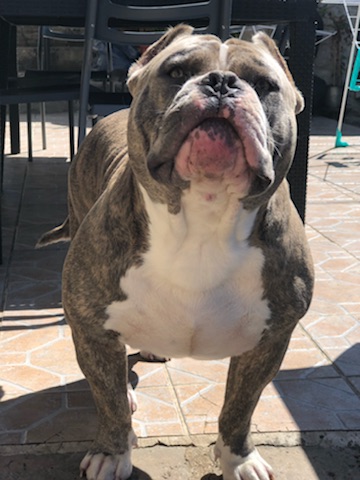 American Bully muscletones