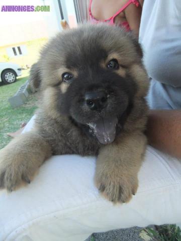 Chiot chow chow