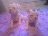 Chiots bouledogue francais