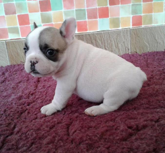 Chiot bouledogue français non LOF à donner