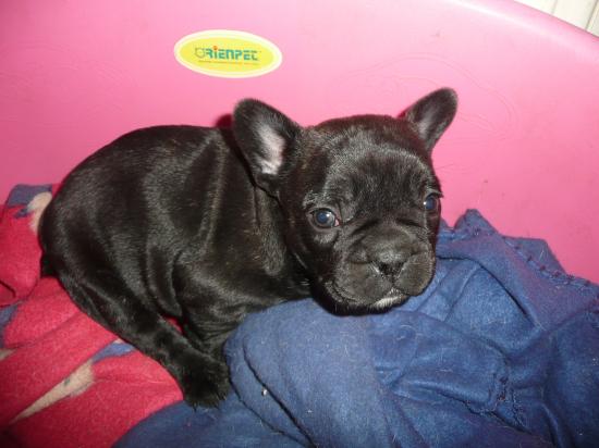 Donne chiot Bouldogue français