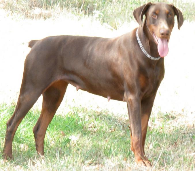 Chiots dobermann lof