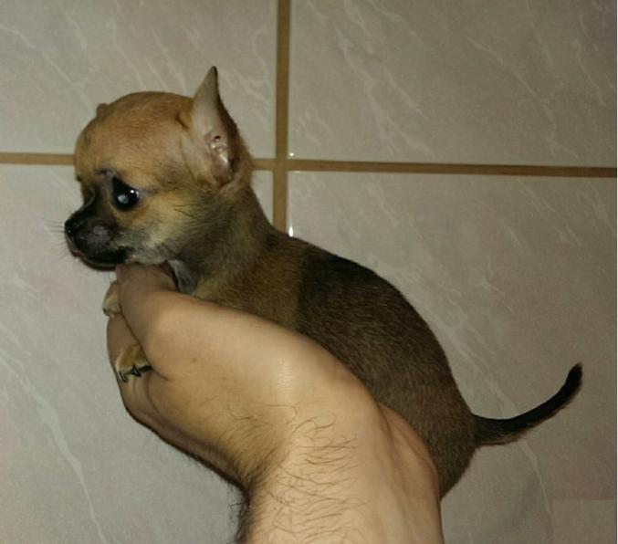 Adorable mini chihuahua non Lof