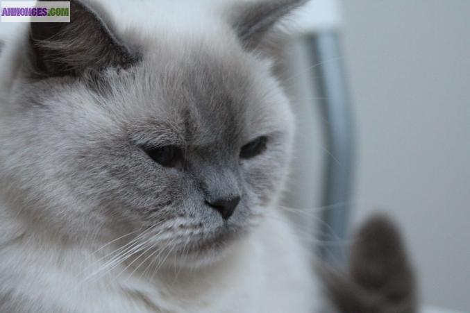 MAGNIFIQUE cHATON British SHORTHAIR COLOR POINT – Très typé