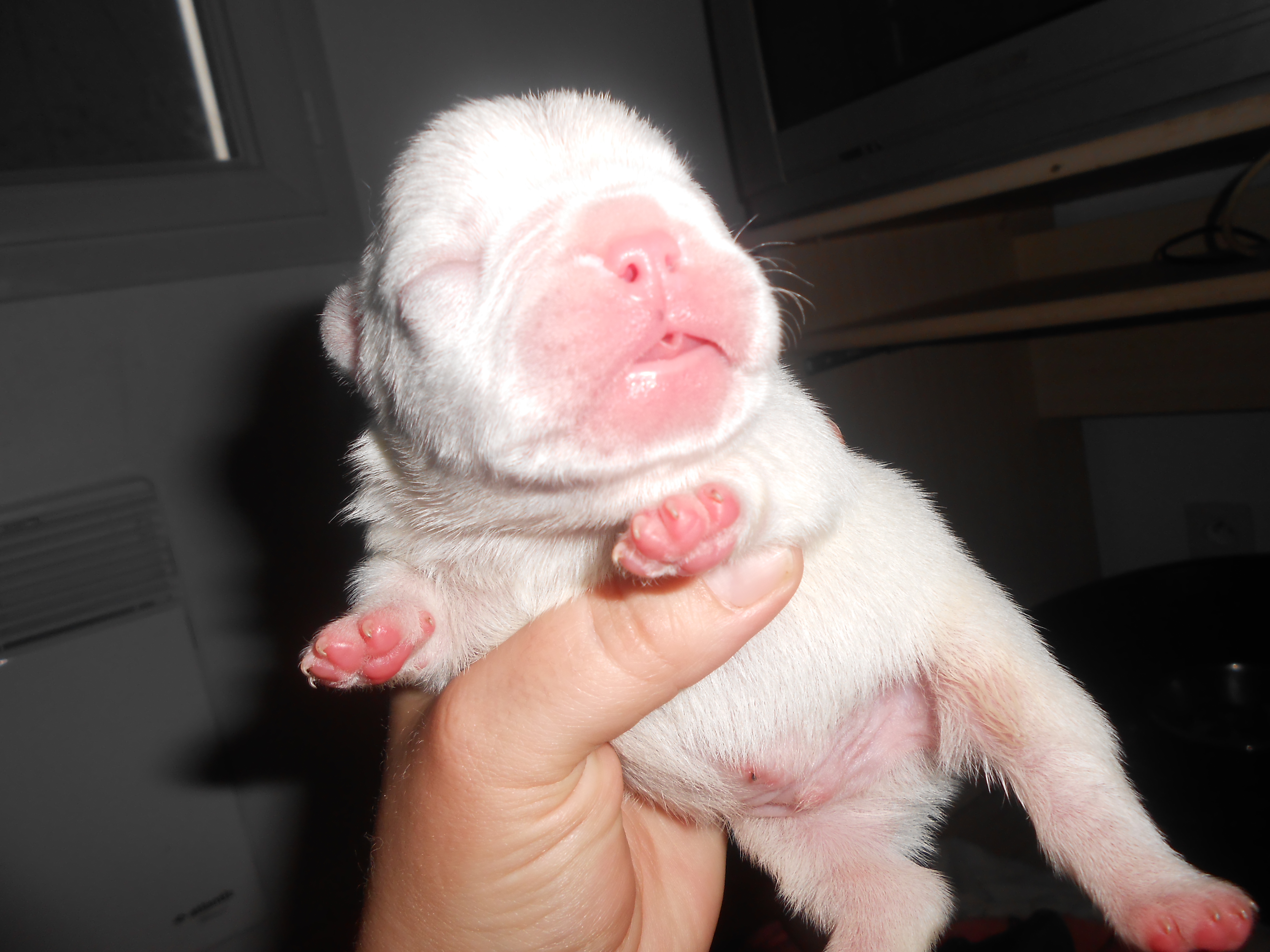 A reserver 3 bb type bouledogue francais