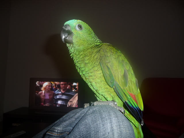 BB PERROQUET AMAZONE à front bleu élevé