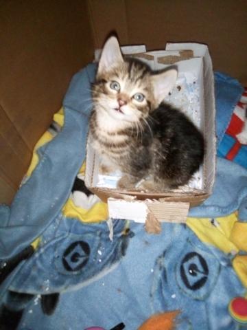 Donne un chaton mâle 1mois/2