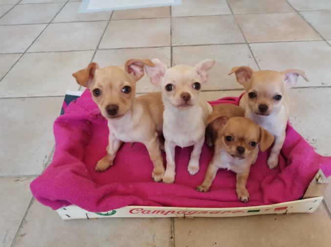 Vends chiots chihuahua