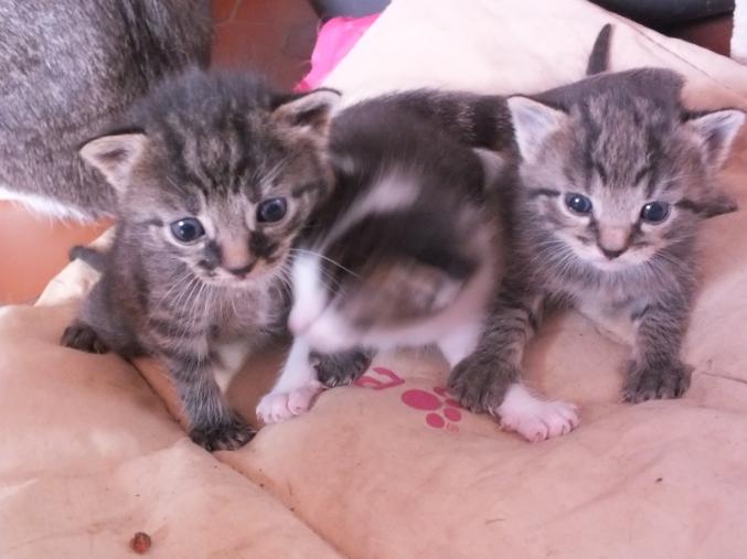 Donne chatons mâles