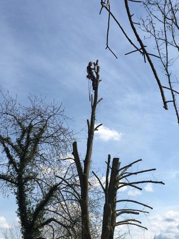 Taille et soins des arbres