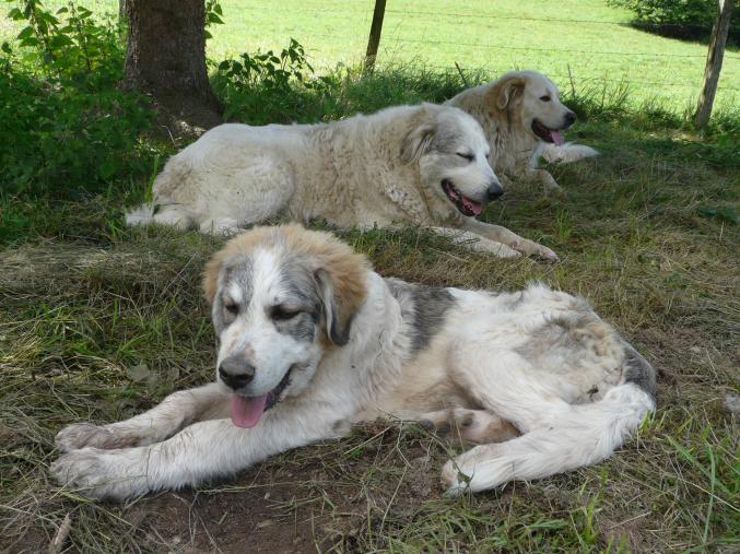 Chiot type patou des pyrénées
