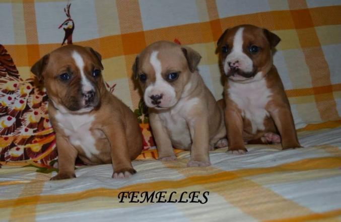 Chiots American Staffordshire Terrier