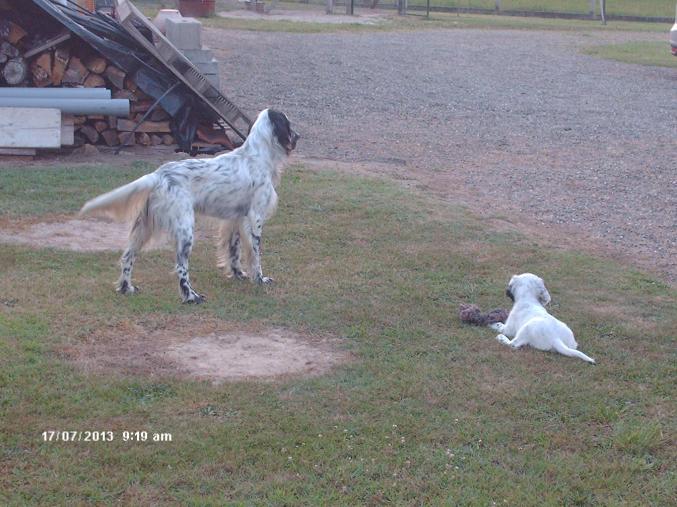 Chiots setter anglais