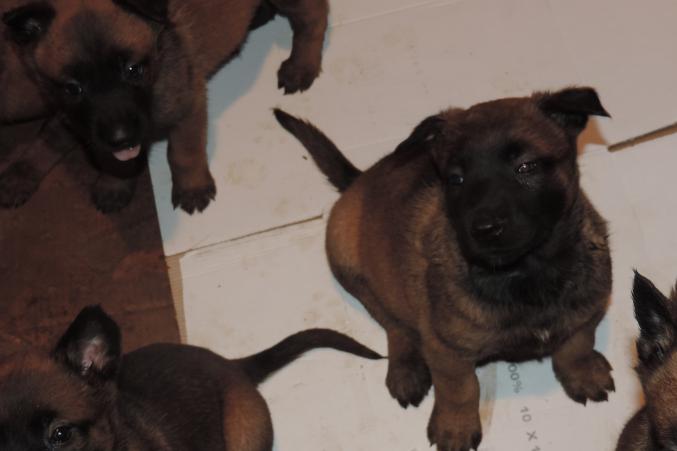 Chiots malinois