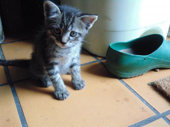 Chaton rayé