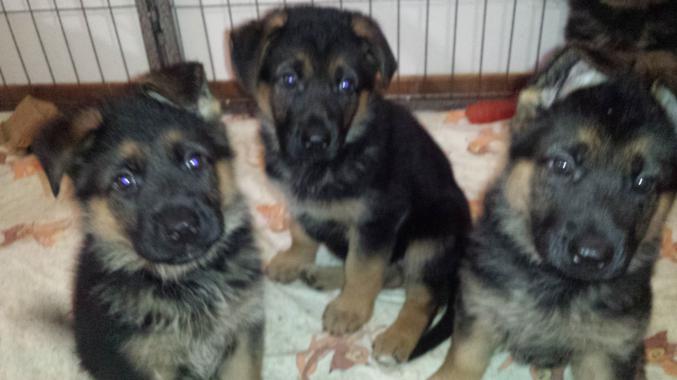 Vends chiots berger allemand