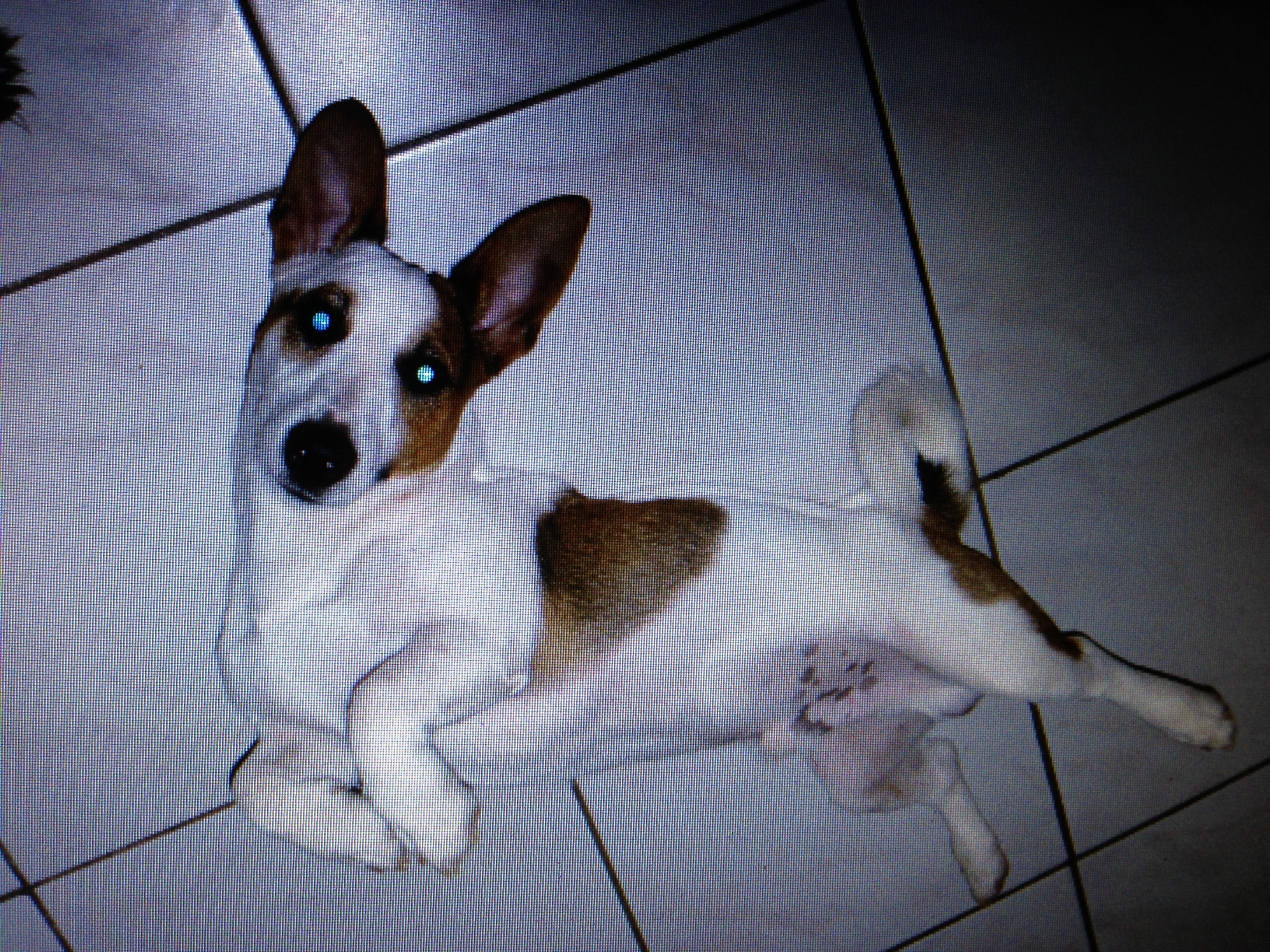 Terrier Jack russel inscrit au LOF