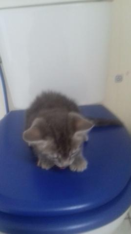 Donne chaton male 2mois