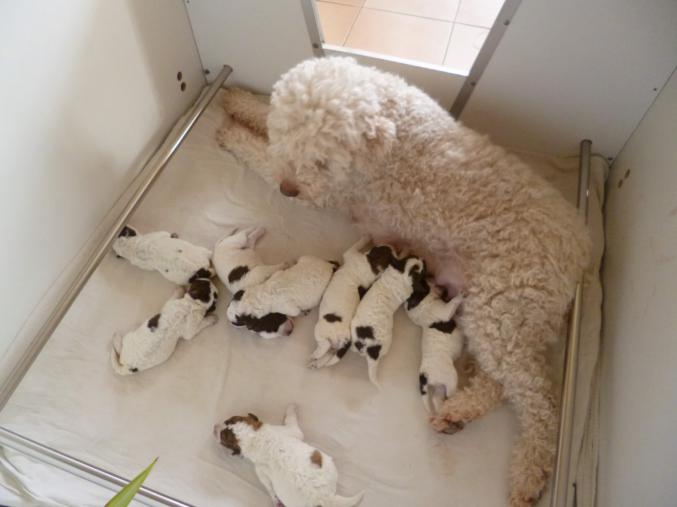 Magnifique portée de 8 petits Lagotto Romagnolo