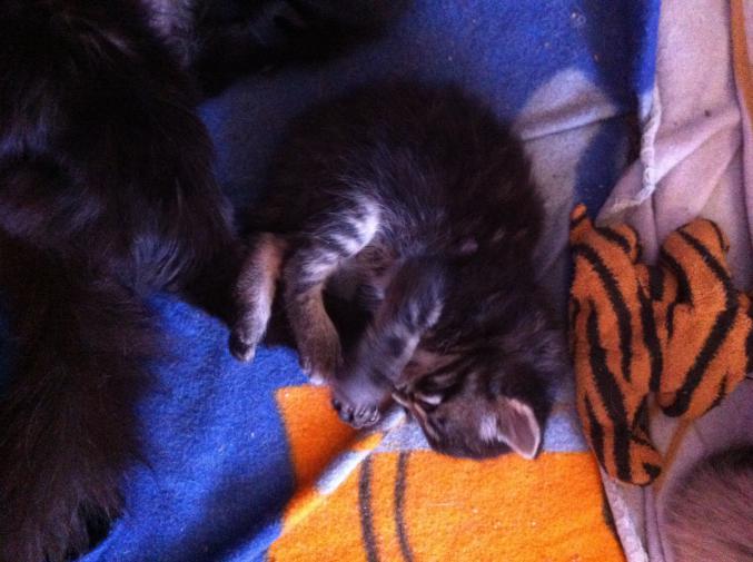 Chanton noir angora tigre