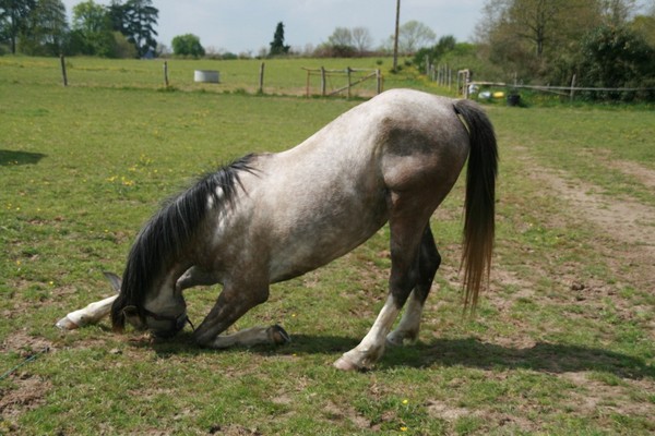 Orlane de St Morel, jument onc 2001