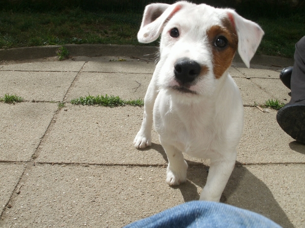 Deux jack russell pour a doption