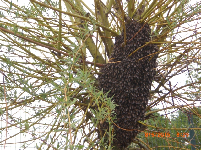 Essaim d'abeilles à récupérer