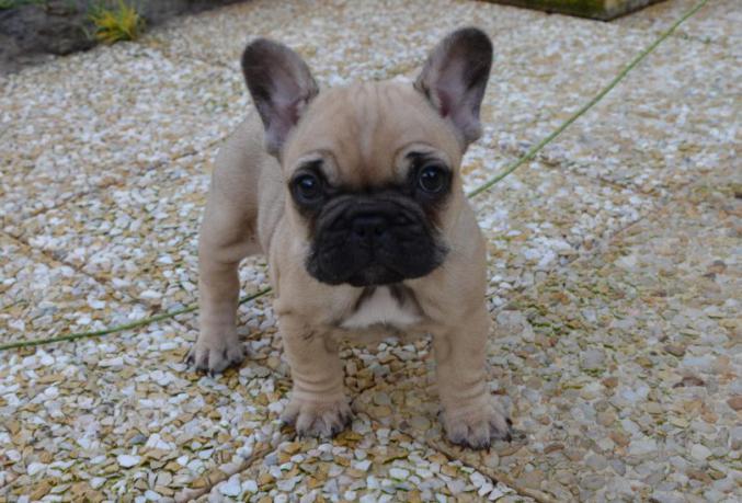 Donne mon chiots bouledogu