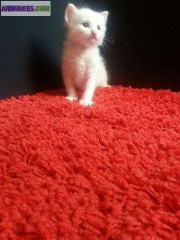 Adorable CHATON ANGORA TURC Blanc - Yeux Bleus