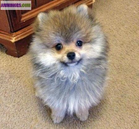 Deux adorables chiots Type Spitz Nain A Reserver.