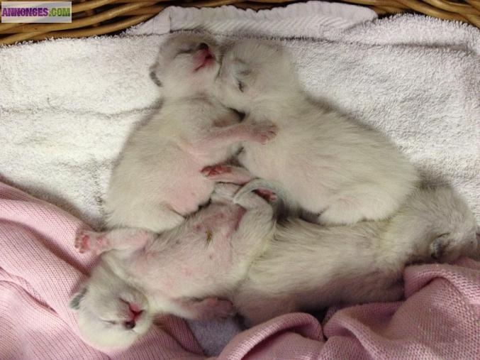 Chatons siamois seal point