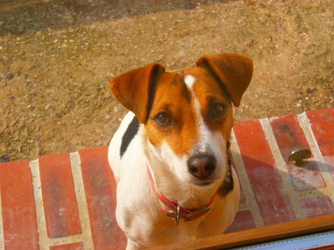 Chiots jack russel