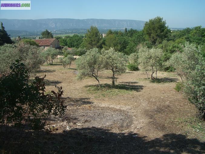 Entretien / Remise en état de jardins
