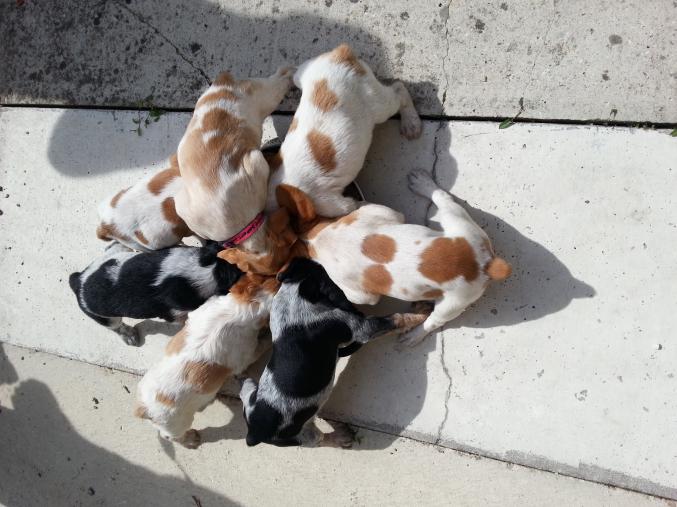 Chiots épagneul breton