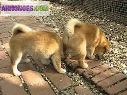 Chiots de type shiba inu a adopter