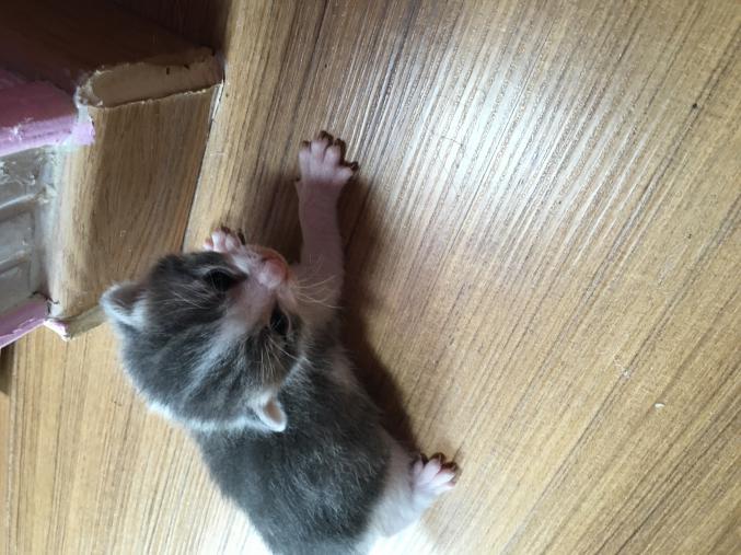 Chaton gris et blanc