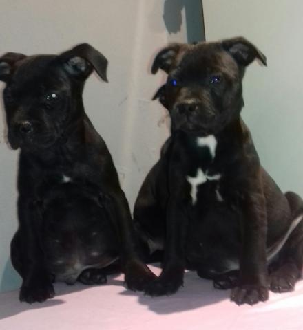 Staffordshire bull terrier 