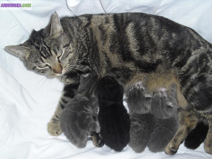 Urgent!!! Donne chatonne contre bons soins à 10 semaines